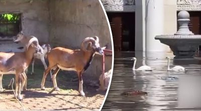 Зоопарк в Новой Каховке был уничтожен