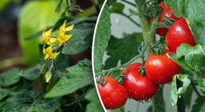 Чем подкормить томаты во время цветения: копеечное удобрение на 20% увеличит урожай