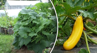 Як посадити кабачки хитрим способом: урожай буде величезним