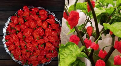 перець Каролінський жнець перець Каролінський жнець