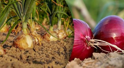 Цибуля Цибуля