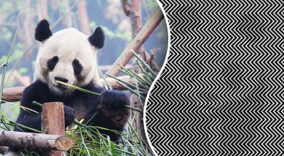 Завораживающая оптическая иллюзия: нужно найти милую панду