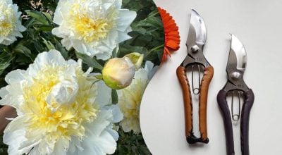 как правильно обрезать пионы на зиму как правильно обрезать пионы на зиму