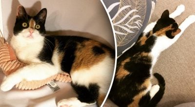 Чи правда, що кішка бачить привидів, коли лякаюче дивиться у порожнечу