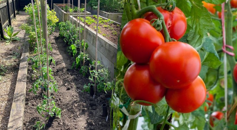 Как правильно ухаживать за помидорами, чтобы был богатый урожай