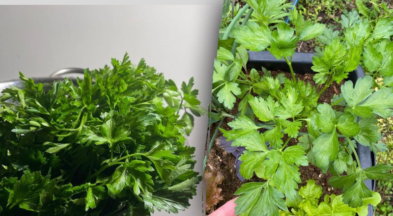 Это работает: 3 способа, как хранить зелень в холодильнике без воды