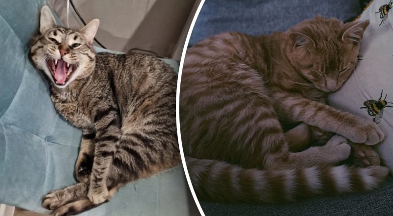 Навіщо кішки будять своїх господарів серед ночі: тривожні знаки, про які варто знати