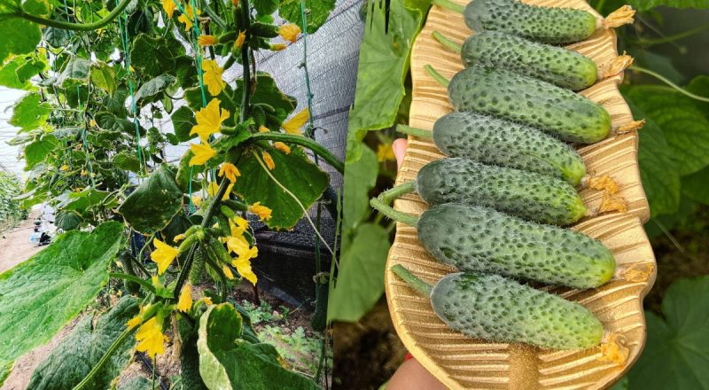 Плоди буде нікуди дівати: як правильно доглядати за огірками