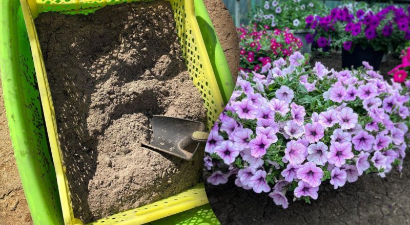 Чем удобрить петунию: пышное цветение никого не оставит равнодушным