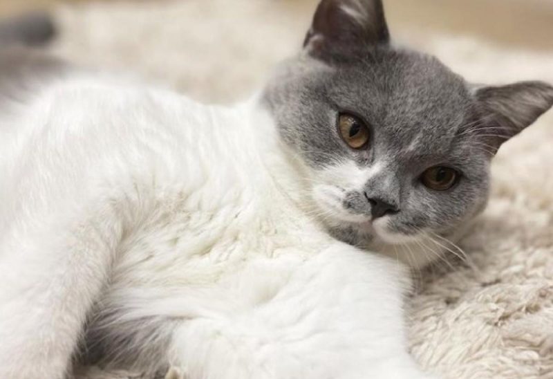 Що робити, якщо кіт бігає ночами: прості способи, як вгамувати вихованця