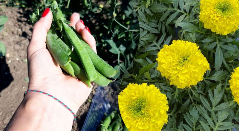 Урожай будет радовать до поздней осени: что можно садить на огороде в июне