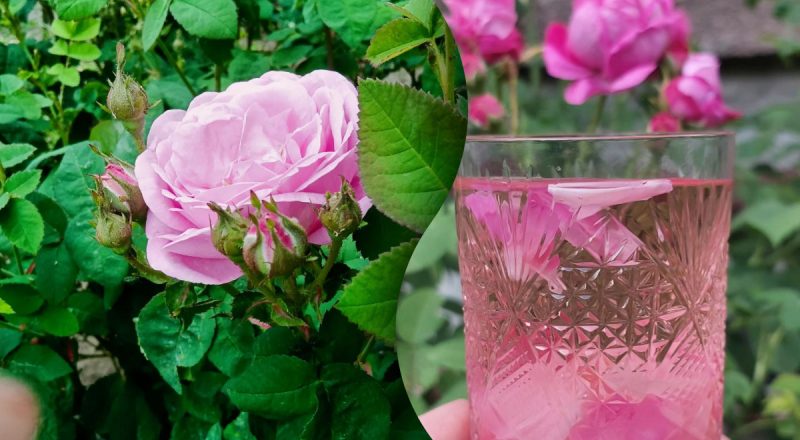 Как можно использовать лепестки чайной розы: удивительные свойства цветка