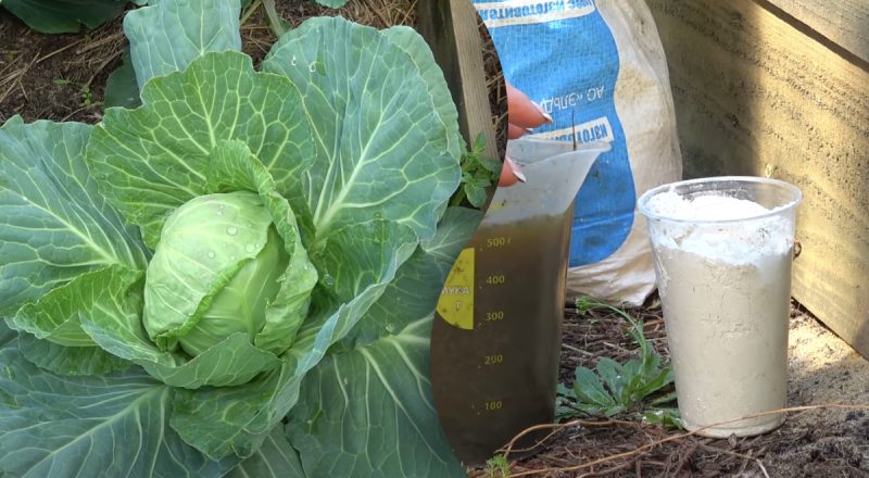 Любая капуста будет расти, как бешеная: рецепт дешевого чудо-средства