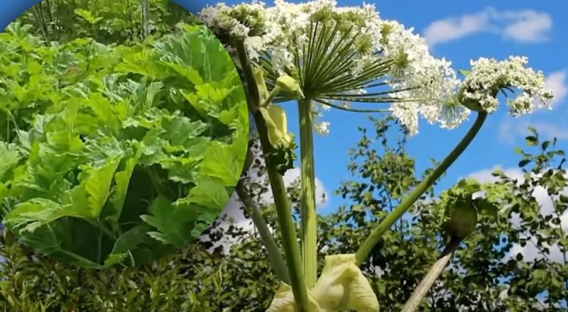 Люди страдают до сих пор: для чего СССР засаживали ядовитым борщевиком