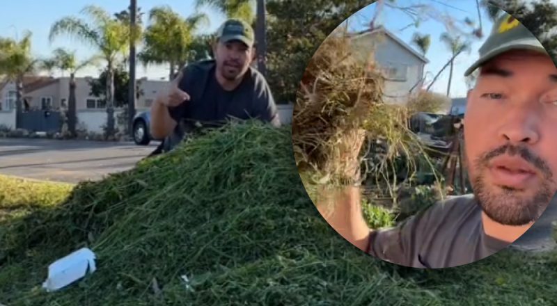 Садовник показал гениальный способ утилизации сорняков: еще и пользу принесут