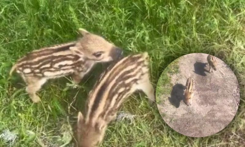 Зірок TikTok "бойових" кабанчиків Тишу і Тошу відправили в харківський екопарк