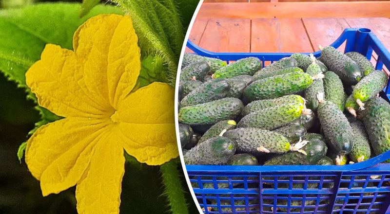 Как получить много урожая огурцов: простой секрет безумного урожая