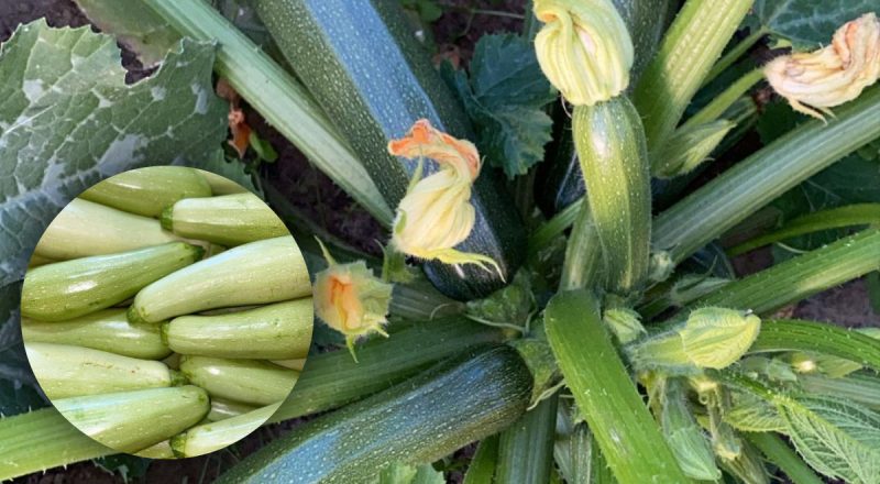 Як визначити хороший кабачок і не втрапити в халепу з міцним овочем