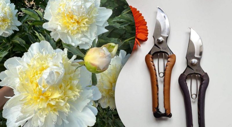 Більшість робить це неправильно: як правильно обрізати півонії на зиму