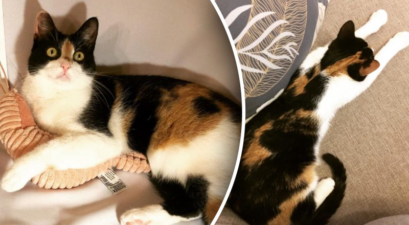 Правда ли, что кошка видит призраков, когда пугающе смотрит в пустоту