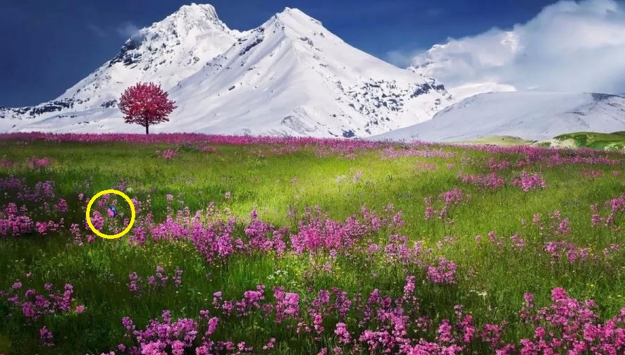 Головоломка, отическая иллюзия, бабочка 