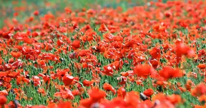 Поле с маками