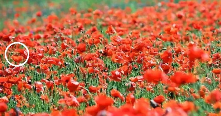 Поле с маками