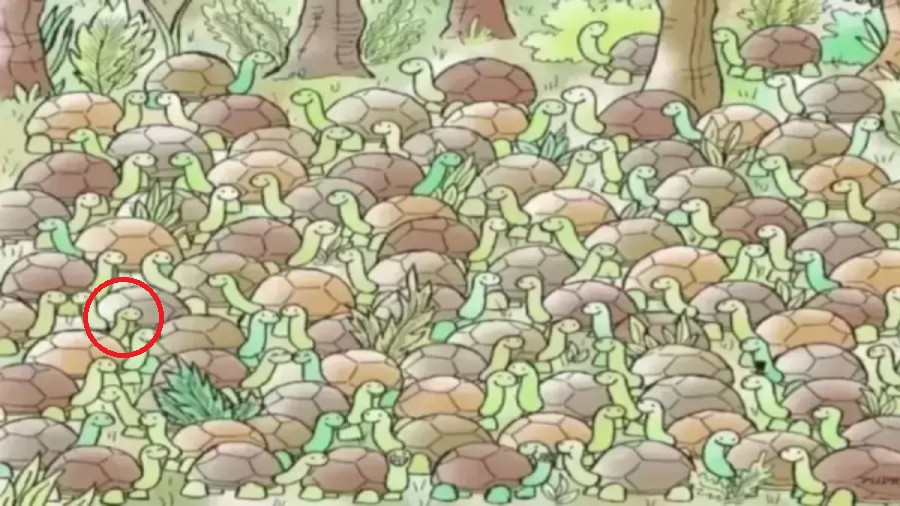 Черепахи Черепахи