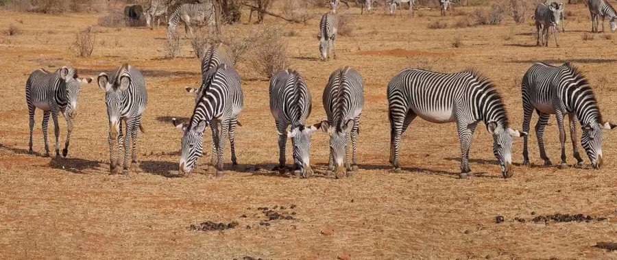 Зебры Зебры