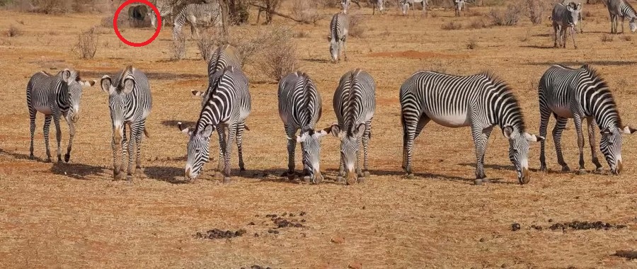 Зебры Зебры