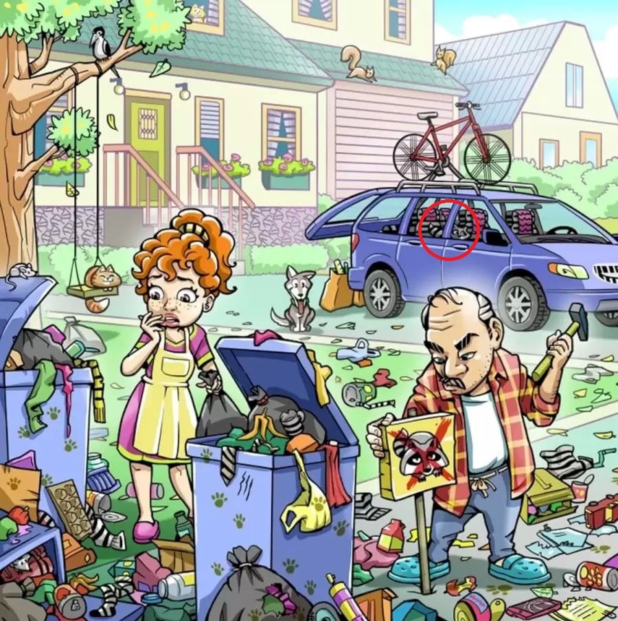 Загадка с енотами Загадка с енотами