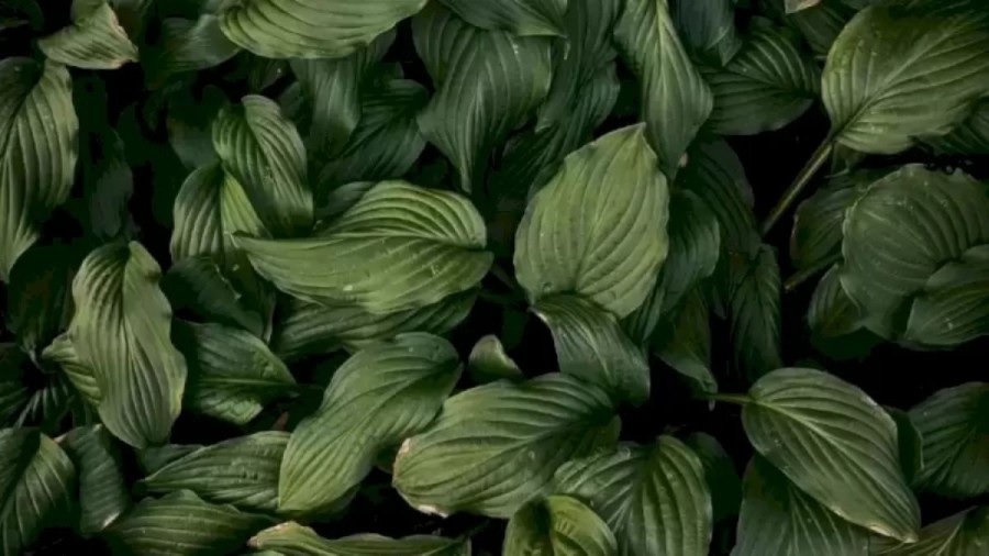 Листья, головоломка Листья, головоломка