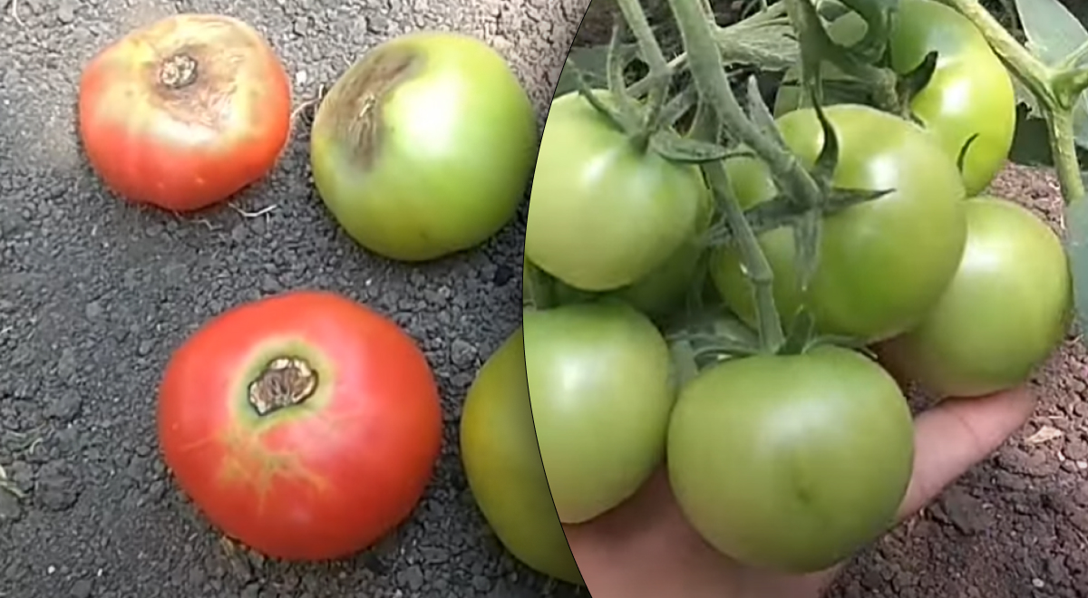 Чим обробити помідори гниють Чим обробити помідори гниють