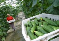 Чем подкормить огурцы: дачники раскрыли хитрый секрет богатого урожая