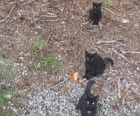 Хитра головоломка для найуважніших: треба всього за 5 секунд знайти кота