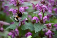 Навіщо 11 липня потрібно принести в будинок кропиву: прикмети і що не можна робити