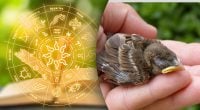 З ними будь-хто буде щасливий: 3 найбільш дбайливих знака зодіаку