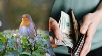 Нарешті стане краще: трьом знакам зодіаку пощастить з грошима в серпні