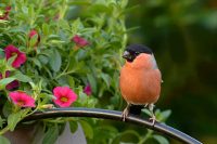 5 найсуворіших заборон 20 липня, які не можна порушувати - прикмети