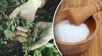 Любые растения будут мигом уничтожены: как избавиться от сорняков раз и навсегда