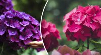 Як змусити гортензію поміняти колір: лайфхак від досвідчених садівників