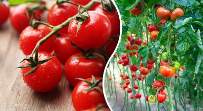 Сода для огурцов и томатов – можно ли подкормить огурцы содой - Главред
