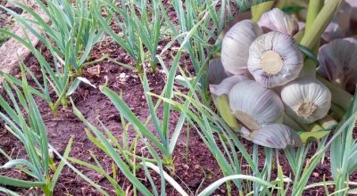 Чеснок Чеснок