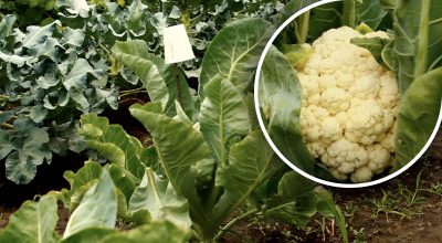 Секрети вирощування цвітної капусти: як отримати великі та білосніжні качани