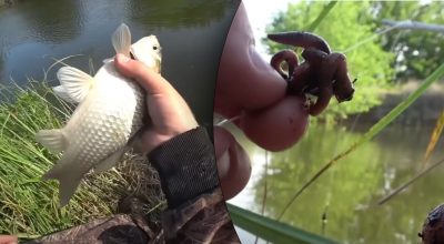 Чому риба клює на хробака Чому риба клює на хробака