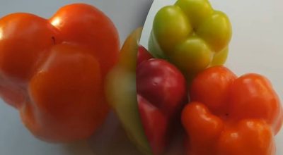 Какой перец вкуснее мужской или женский Какой перец вкуснее мужской или женский