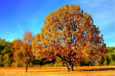 Якою буде осінь 2023: синоптик дав прогноз погоди на вересень, жовтень, листопад