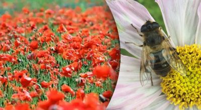 Поле с маками, пчела Поле с маками, пчела