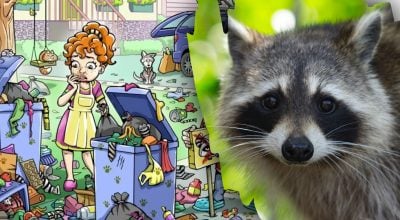 Енот, загадка Енот, загадка