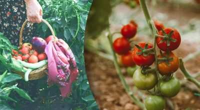 Лунный посевной календарь на август Лунный посевной календарь на август